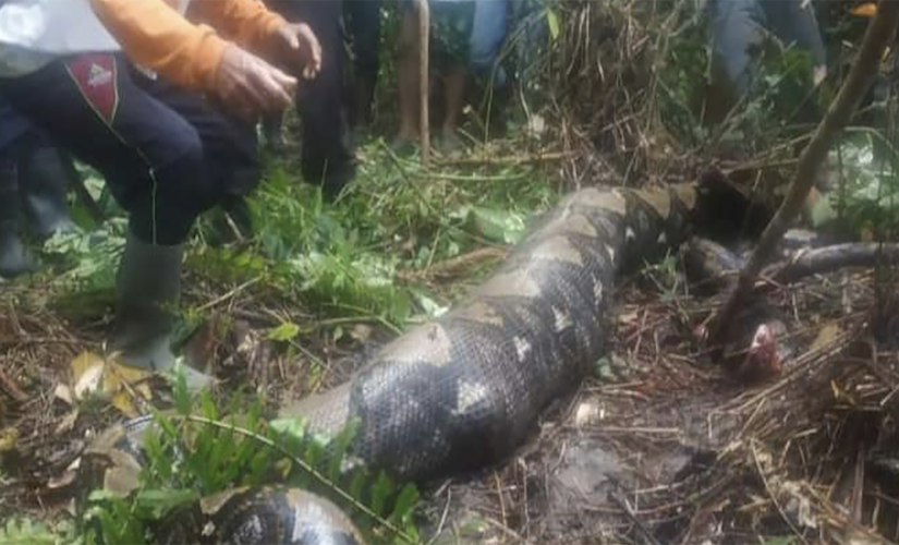 Missing Indonesian grandmother eaten alive by 22-foot python