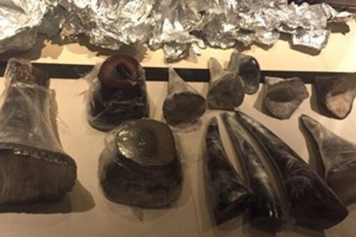 Department of Justice charges Malaysian citizen for trafficking over $725K of rhinoceros horns
