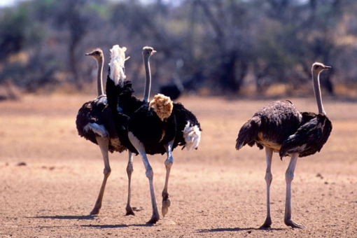 Ostriches attempt to evade police after escaping Canadian enclosure