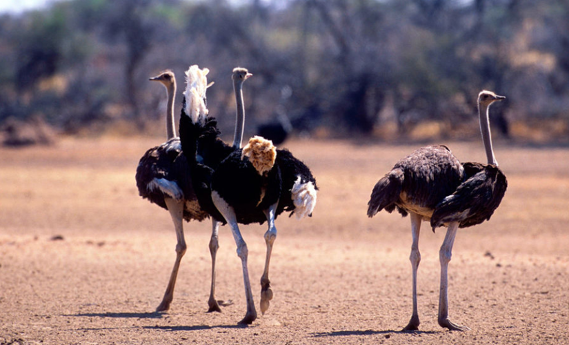 Ostriches attempt to evade police after escaping Canadian enclosure