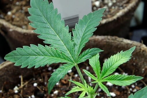 These five states could legalize marijuana with midterm ballot initiatives