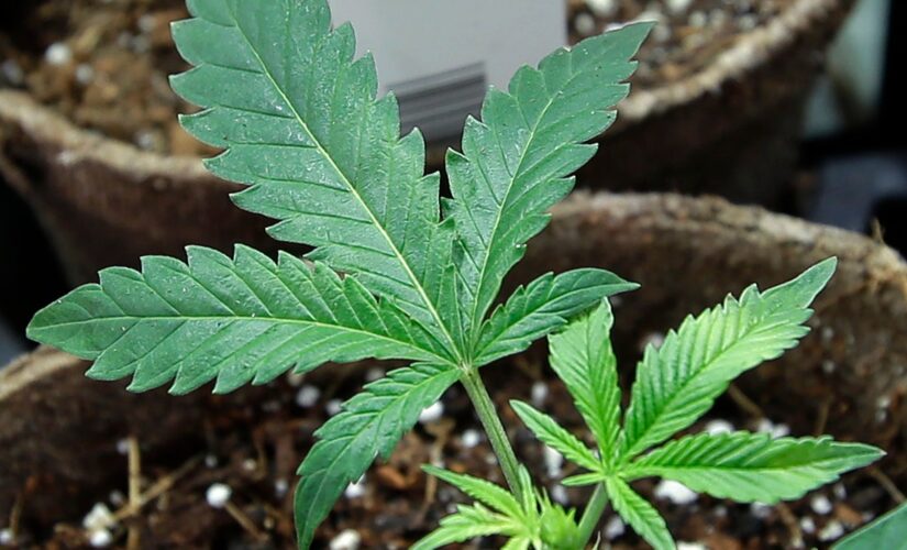 These five states could legalize marijuana with midterm ballot initiatives
