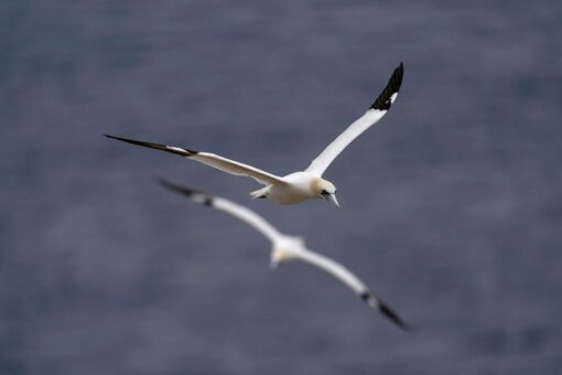 Quebec’s gannets continue to fascinate marine biologists