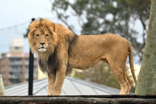 Lions escape Australia zoo enclosure after issue with containment fence, guests rushed to safety