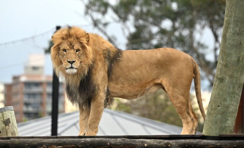 Lions escape Australia zoo enclosure after issue with containment fence, guests rushed to safety