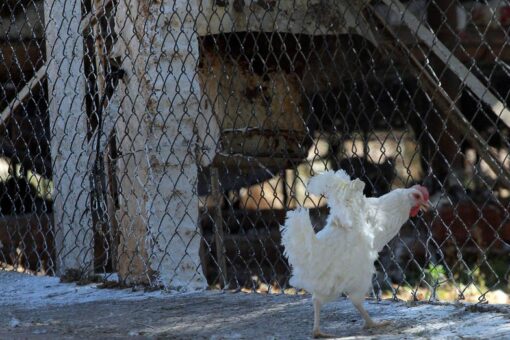 Mexico to start vaccinating birds to prevent the spread of H5N1