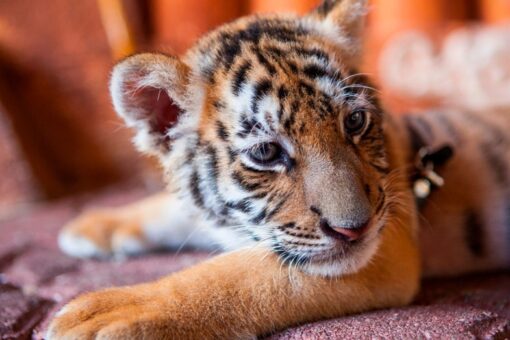 Illegal wildlife trafficking ‘out of control’ in Mexico, authorities complicit: nonprofit