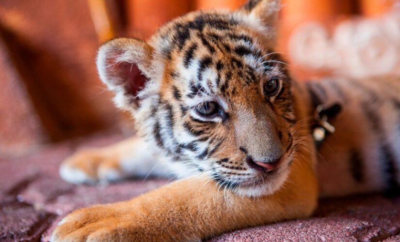 Illegal wildlife trafficking ‘out of control’ in Mexico, authorities complicit: nonprofit