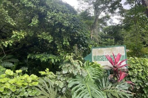 Nigeria’s deforestation threatens traditional medicine