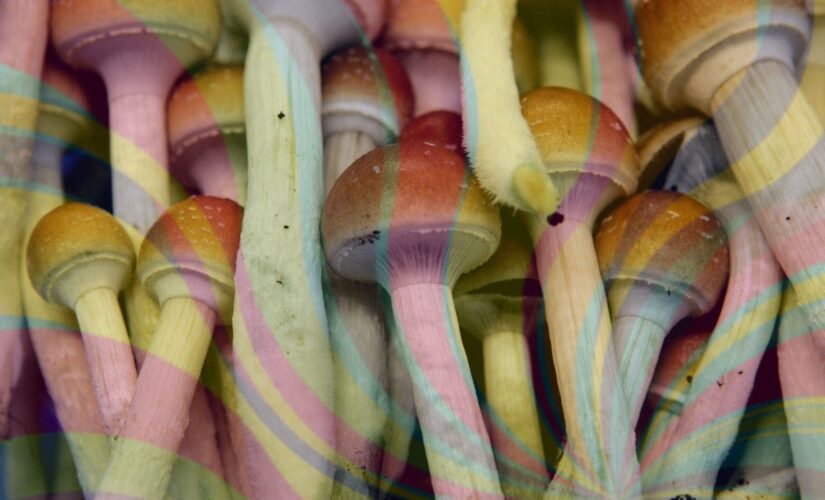 ELECTION DAZE: Colorado initiative to legalize psychedelic mushrooms inching closer to victory