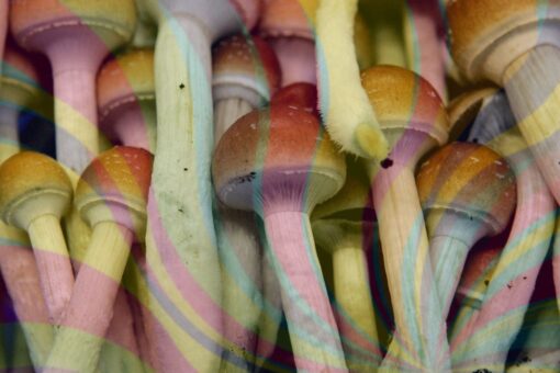 Colorado votes to decriminalize psychedelic mushrooms