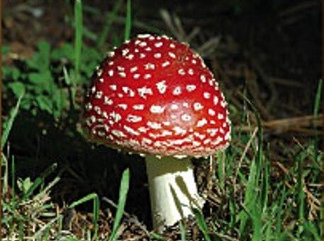 Colorado votes on decriminalizing ‘magic mushrooms’