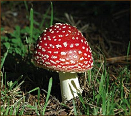 Colorado votes on decriminalizing ‘magic mushrooms’