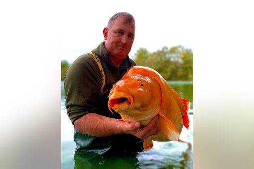 British fisherman catches monster-size goldfish nicknamed ‘The Carrot,’ calls it ‘sheer luck’
