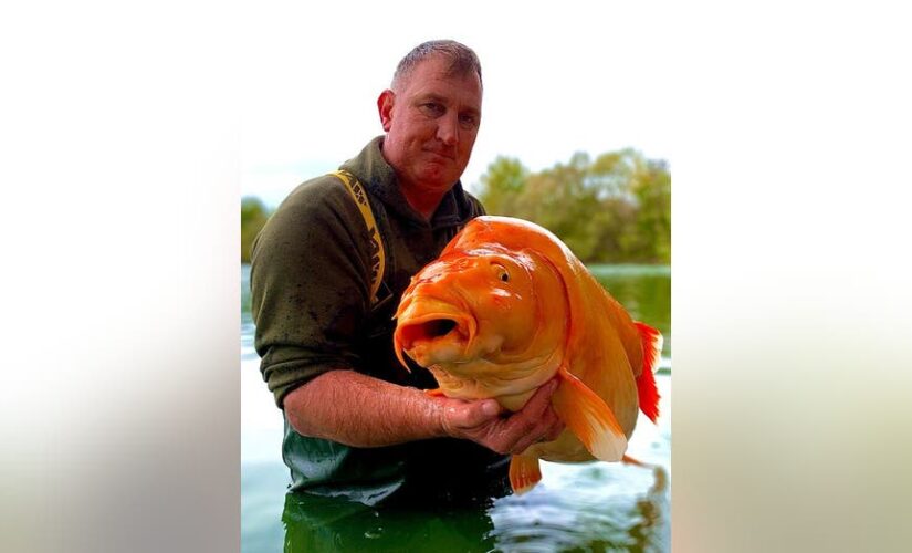 British fisherman catches monster-size goldfish nicknamed ‘The Carrot,’ calls it ‘sheer luck’