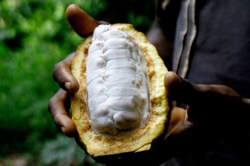 Cocoa farmers fear climate change to blame for lower crop production