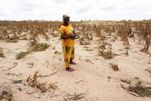 Kenya to import 1st genetically modified maize amid drought, food shortage