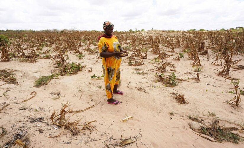 Kenya to import 1st genetically modified maize amid drought, food shortage