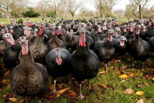Half of UK’s Christmas turkeys lost to bird flu outbreak