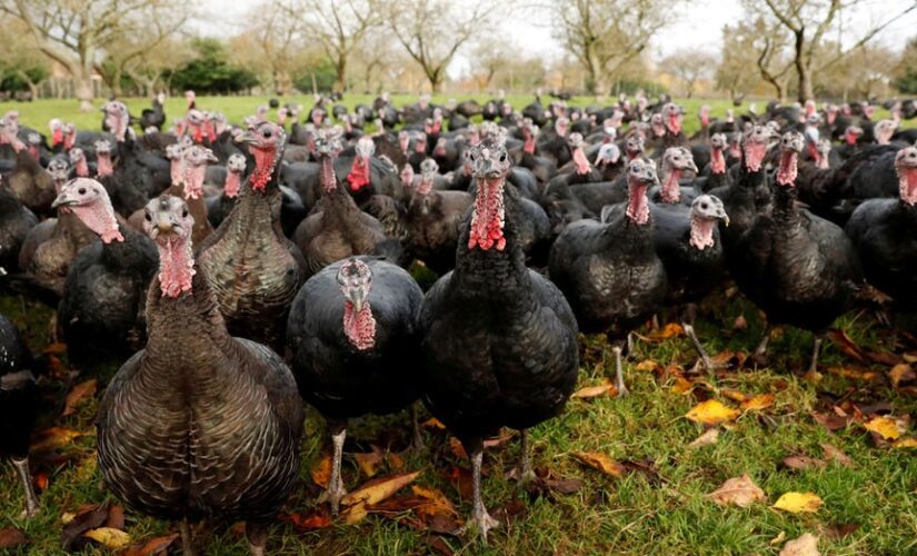 Half of UK’s Christmas turkeys lost to bird flu outbreak