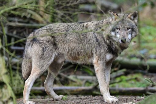 Dutch court rejects plan to control growing wolf population with paintball guns
