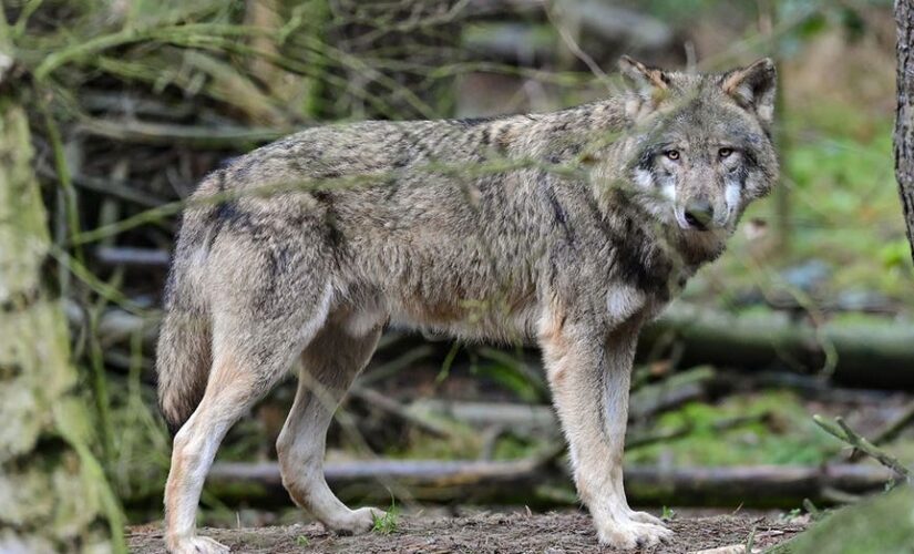 Dutch court rejects plan to control growing wolf population with paintball guns