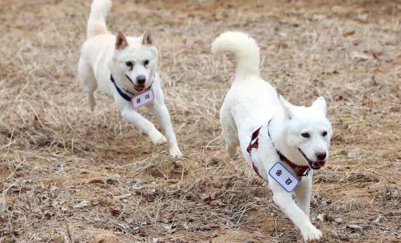 Dogs gifted by North Korean leader Kim Jong Un end up in South Korean zoo