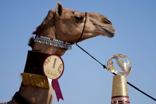 Qatari camel pageant intrigues visitors on World Cup sidelines