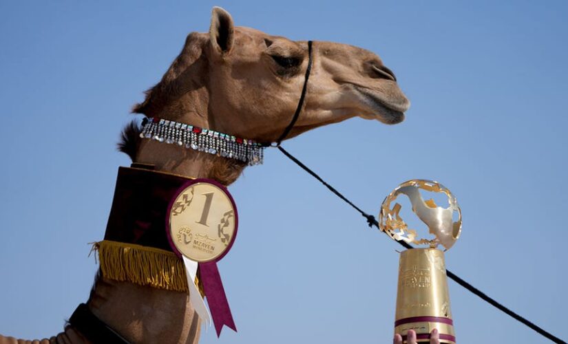 Qatari camel pageant intrigues visitors on World Cup sidelines