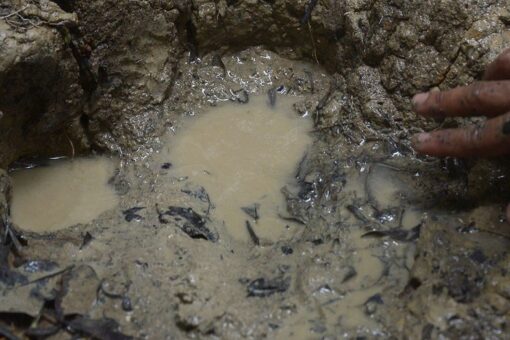 2 endangered Javan rhino calves spotted in Indonesia