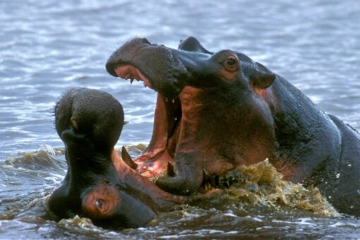 Hippo in Uganda chomps down on 2-year-old boy, brave bystander takes quick action