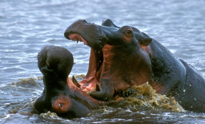 Hippo in Uganda chomps down on 2-year-old boy, brave bystander takes quick action