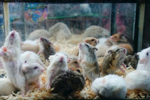 Hong Kong ends year-long hamster import ban: report