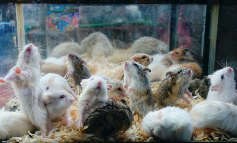 Hong Kong ends year-long hamster import ban: report