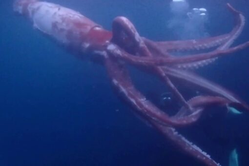 WATCH: Divers record rare sea creature video off the coast of Japan