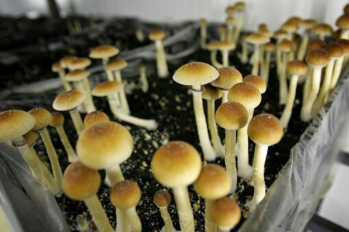 Illinois lawmaker seeks legalization of psychedelic mushrooms