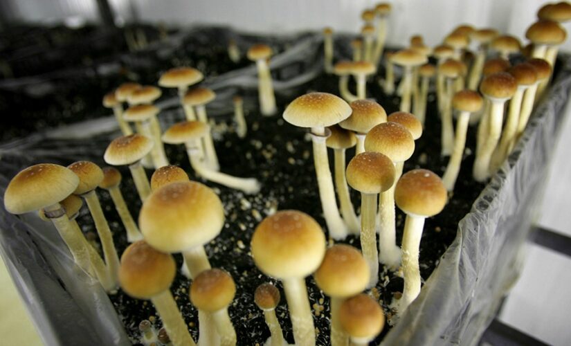 Illinois lawmaker seeks legalization of psychedelic mushrooms