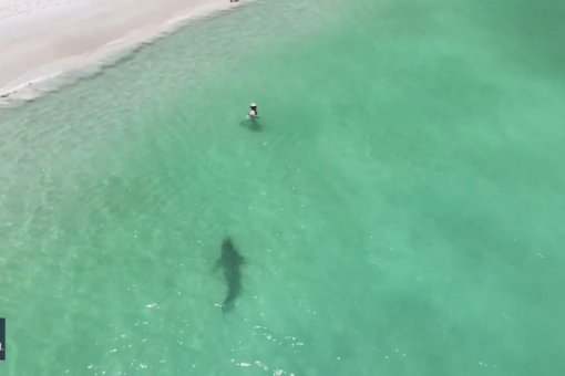 WATCH: Drone footage shows tiger shark swimming several feet from beachgoers – and they don’t know it