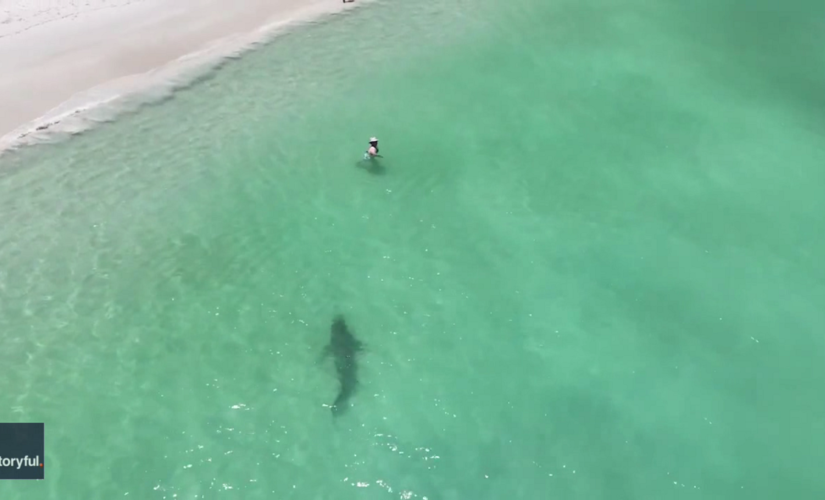 WATCH: Drone footage shows tiger shark swimming several feet from beachgoers – and they don’t know it