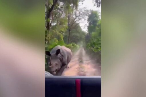 WATCH: Safari tourists chased by rhinos in bone-chilling videos at Indian parks