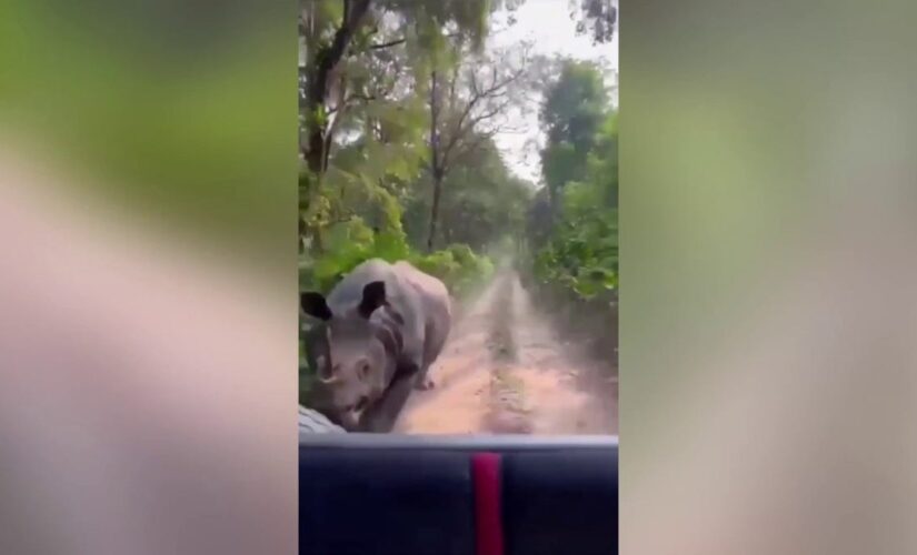 WATCH: Safari tourists chased by rhinos in bone-chilling videos at Indian parks